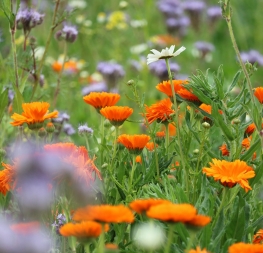 Guide parents publié par l’Unaf - Agir en famille pour la biodiversité : 9 conseils pour avoir un impact positif